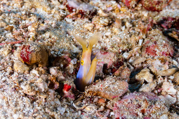 A colorful Ribbon Eel on a tropical coral reef