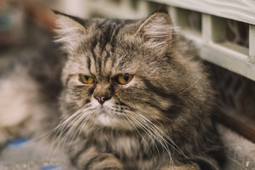 Moody Persian Cat 