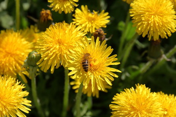 flower, dandelion, yellow, nature, spring