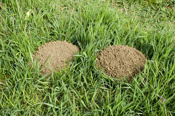 The hills of the earth are dug up in moles. Mole in the clearing