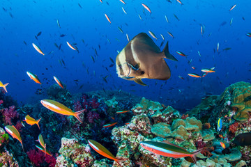 Large Batfish (Spadefish) on a tropical coral reef