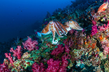 A pair of mating Cuttlefish on a tropical coral reef