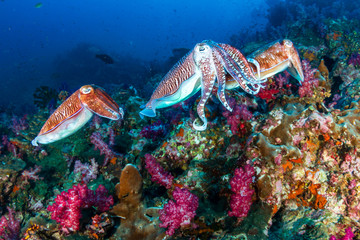 Mating Cuttlefish on a deep, colorful tropical coral reef