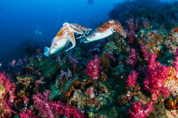 Mating Pharaoh Cuttlefish at dawn on a colorful tropical coral reef
