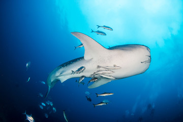 A huge female Whale Shark with Remora and Cobia swimming in blue water above a coral reef