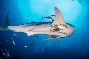 A huge female Whale Shark with Remora and Cobia swimming in blue water above a coral reef