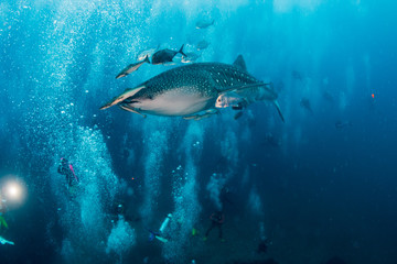Fototapeta premium A large Whale Shark is surrounded by SCUBA divers as it swims along a tropical coral reef in Thailand