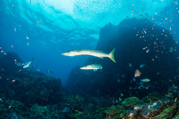 Fototapeta na wymiar Large Barracuda patrolling a coral reef