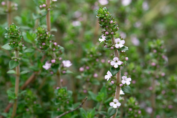 Oregano Blossom