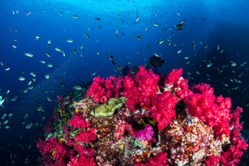 Fototapeta na wymiar Tropical fish swimming around a colorful tropical coral reef in Thailand