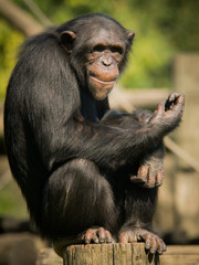 Common Chipanzee (Pan troglodytes) in Captivity at the Montgomery Zoo in Alabama