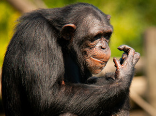 Common Chipanzee (Pan troglodytes) in Captivity at the Montgomery Zoo in Alabama