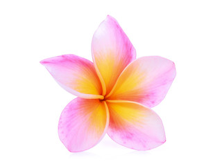 single pink frangipani isolated white background