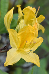 Azalea Yellow