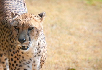 Leopard (Panthera pardus) in Captivity at the Montgomery Zoo in Alabama