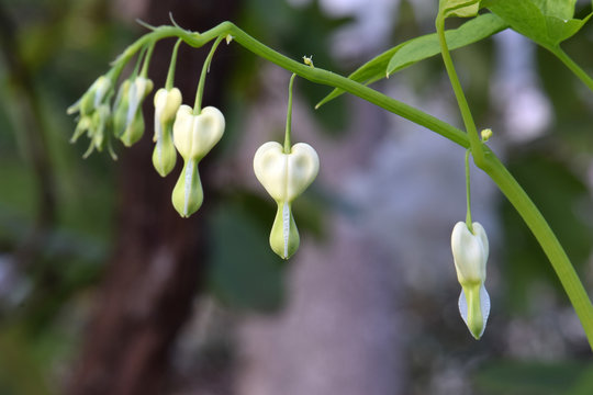 Bleeding Heart Budz