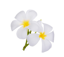 Fototapeta na wymiar white frangipani (plumeria) flower isolated on white background