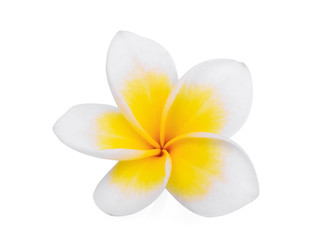 single white frangipani (plumeria) flower isolated on white background