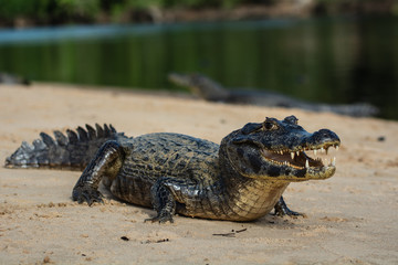 A large caiman, Caiman latirostris, walks down the beach to enter the Cuiaba River.	