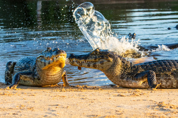 A large caiman, Caiman latirostris, walks down the beach to enter the Cuiaba River.	