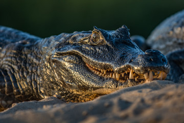 A large caiman, Caiman latirostris, walks down the beach to enter the Cuiaba River.	