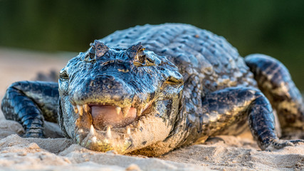 Obraz premium A large caiman, Caiman latirostris, walks down the beach to enter the Cuiaba River. 
