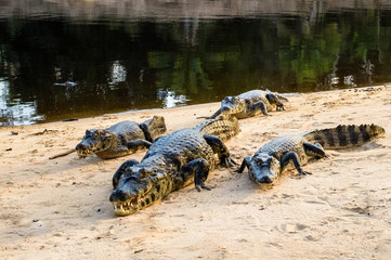 A large caiman, Caiman latirostris, walks down the beach to enter the Cuiaba River.	