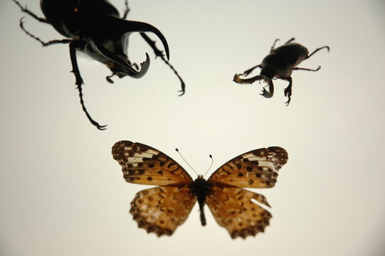 sansha-taimen-chou-kabuto