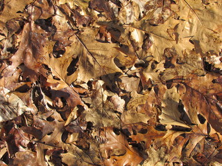 Autumn leaves background