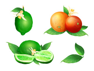 Lime and orange vector illustration of citrus fruit botanical blossom and leaf. Fresh juicy lemon lobe or cut slice design for tangerine jam food or juice and tea drink or cosmetic package design