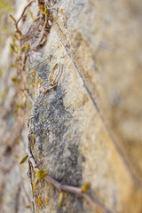 Tuscany look diamond rings and vines 
