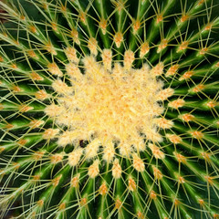 Top view cactus. Detail of home plant