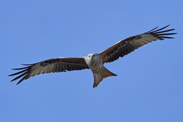 Red kite (Milvus milvus)