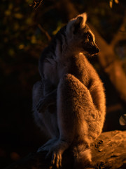 ワオキツネザル