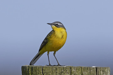 Western yellow wagtail (Motacilla flava)