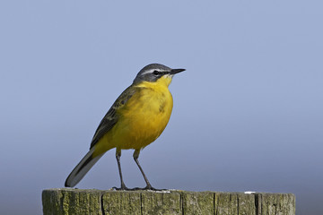 Western yellow wagtail (Motacilla flava)