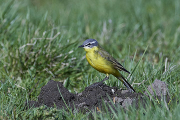 Western yellow wagtail (Motacilla flava)