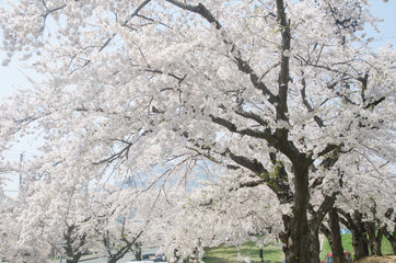 Cherry blossoms at Mutsu Sports Park in Mutsu City, in Shimokita Peninsula, Aomori Prefecture. The northernmost part of Honshu.