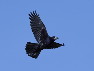 Rook (Corvus frugilegus)