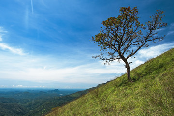 Obraz premium solitary tree on grassy green hill and blue sky with clouds in the background