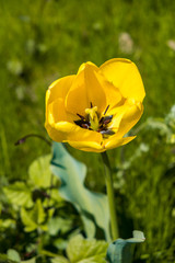 Obraz premium single yellow poppy flower under the sun in the green field