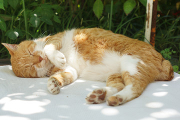 眠る茶猫