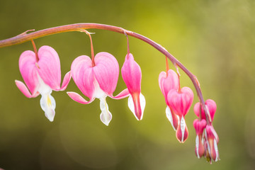 couple pink bleeding heart flowers on the vein with creamy background