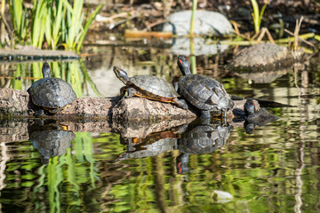 couple turtles resting on floating wood in the pond enjoy some sun with reflection on water surface