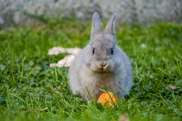 cute grey bunny eating carrot while looking at you on the green grass