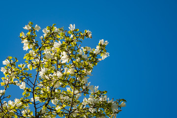 white magnolia flowers on the tree under the blue sky in a sunny day