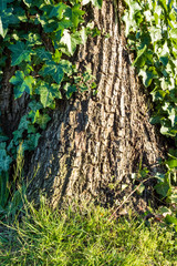 rough tree trunk surface covered by green leaves and grasses under the sun