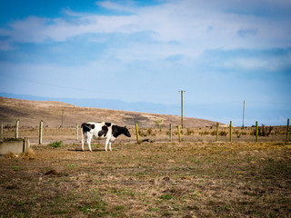 Holstein Dairy Cow in Point Reyes National Seashore near Tomales Bay, California, United States