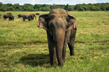 Obraz premium Small asian elephant standing and looking on camera in national park in Sri lanka.