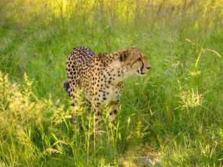 African cheetah, Masai Mara National Park, Kenya, Africa. Cat in nature habitat. Greeting of cats (Acinonyx jubatus)